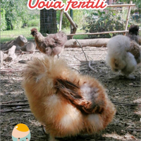 Moroseta