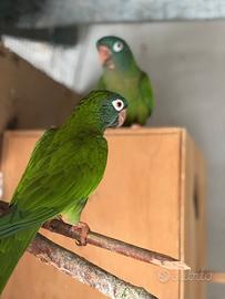 Collari, conuri testa blu, conuri jandaya