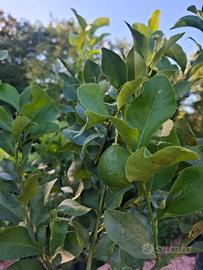 Limoni piante