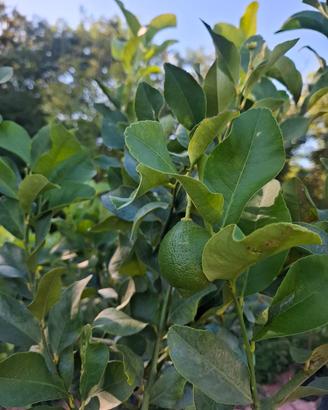 Limoni piante
