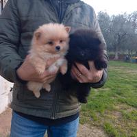 Volpino spitz