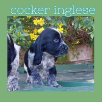 Cocker inglese