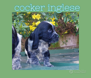 Cocker inglese
