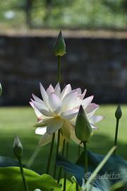 Fiori di loto e ninfee