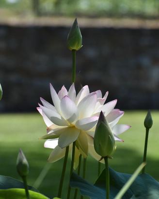 Fiori di loto e ninfee