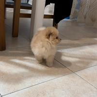 Mini pomerania