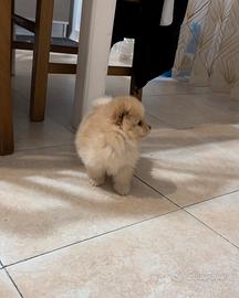 Mini pomerania