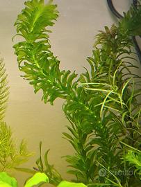 Piante per acquario Egeria densa