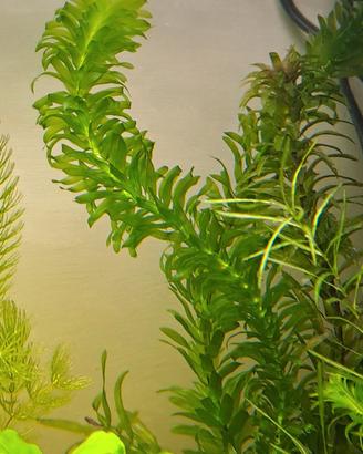 Piante per acquario Egeria densa