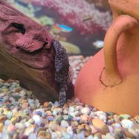 Pesci pulitori ancistrus