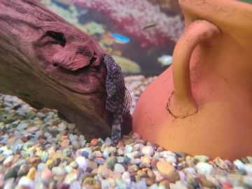 Pesci pulitori ancistrus