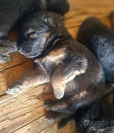 Cuccioli di Pastore Tedesco