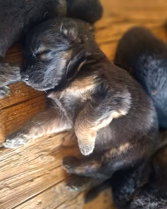 Cuccioli di Pastore Tedesco