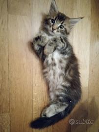 Cucciola Maine Coon - femmina - Bologna