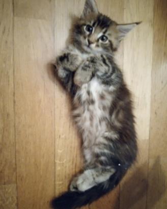 Cucciola Maine Coon - femmina - Bologna