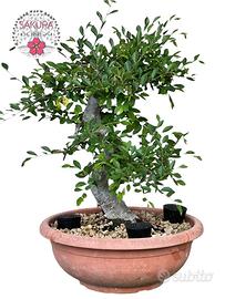 Bonsai olmo , zelkova nire