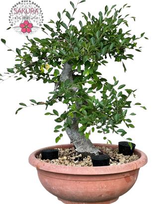 Bonsai olmo , zelkova nire