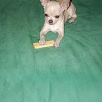 Chihuahua da monta