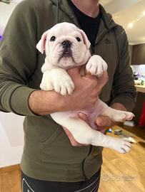 Cucciola di bulldog inglese