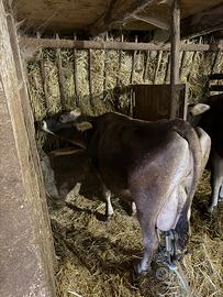 Vacche da latte Bruna alpina