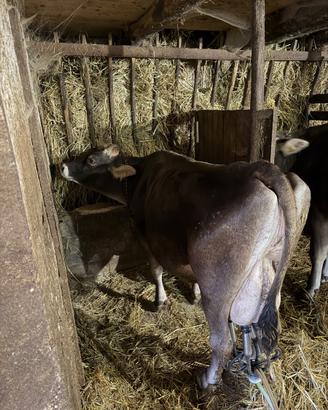 Vacche da latte Bruna alpina