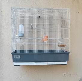 Gabbie per uccelli