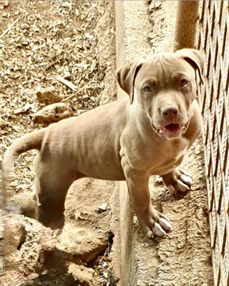 Kennel tre valli