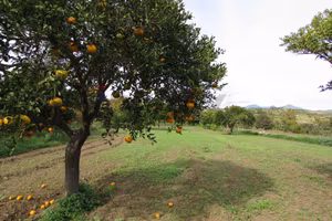 Terreno - Fiumefreddo di Sicilia