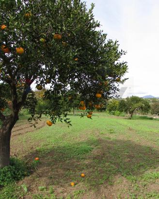 Terreno - Fiumefreddo di Sicilia
