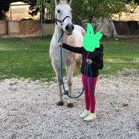 Bravissima cavalla adatta a tutti