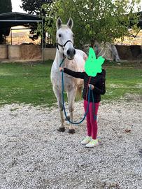 Bravissima cavalla adatta a tutti