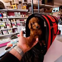 Cuccioli di tutte le taglie