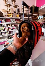 Cuccioli di tutte le taglie