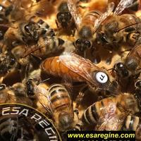 Api regine - ligustica