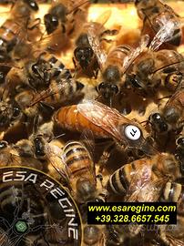 Api regine - ligustica