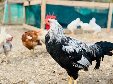 Galli livorno selvatico argento