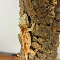 Baby Rhacodactylus auriculatus