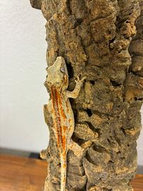 Baby Rhacodactylus auriculatus