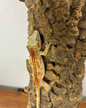 Baby Rhacodactylus auriculatus