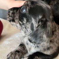 Cucciolata bassotti merle maschi femmine