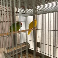 Coppia di kakariki verde e gialla