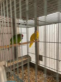 Coppia di kakariki verde e gialla