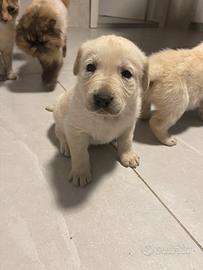 Labrador