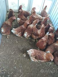 Galline ovaiole 6 mesi