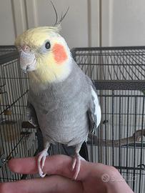 Calopsita