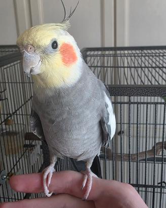 Calopsita