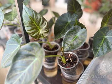 Pianta Alocasia Regal Shield
