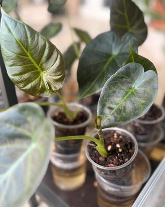 Pianta Alocasia Regal Shield