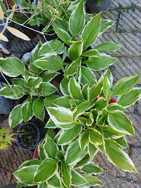 Hosta fortunei Patriot  in vaso 