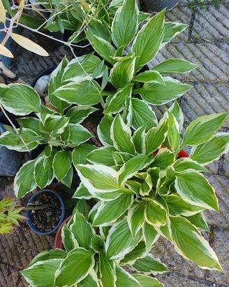 Hosta fortunei Patriot  in vaso 